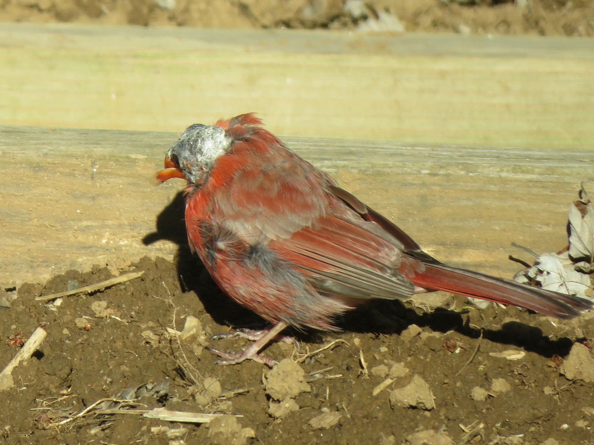 Cardinal rouge (groupe cardinalis) - ML621130366