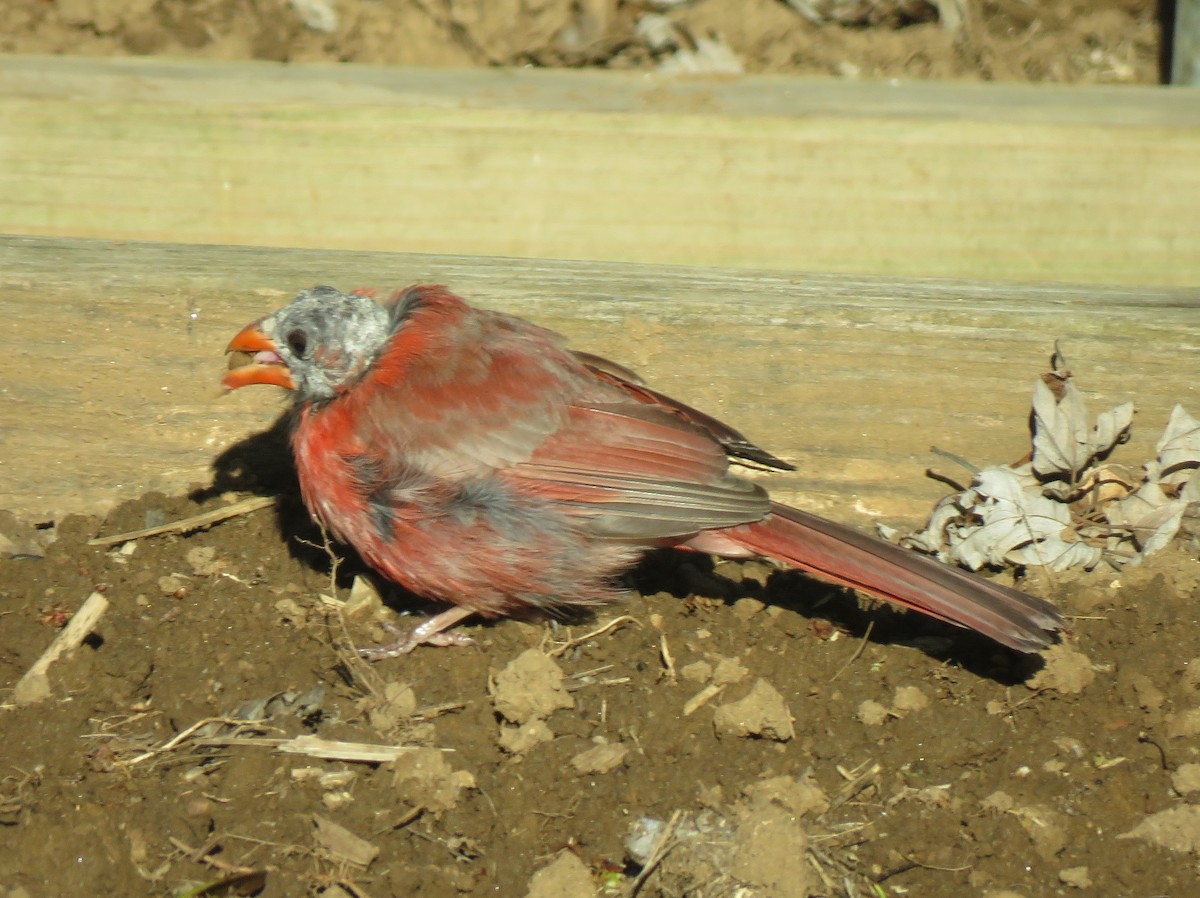 Cardinal rouge (groupe cardinalis) - ML621130367
