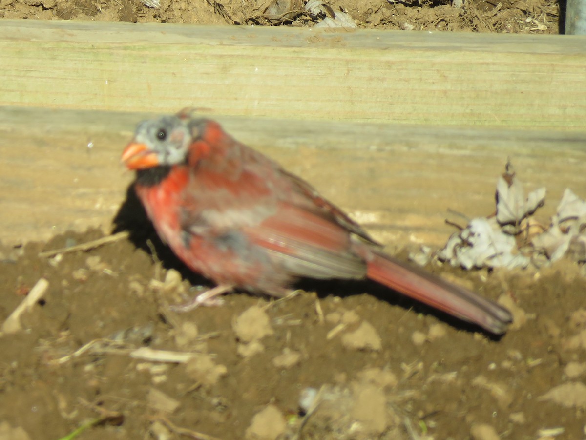 Cardinal rouge (groupe cardinalis) - ML621130368