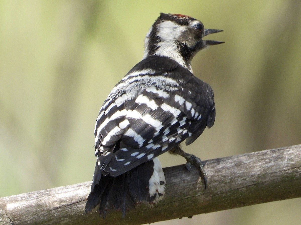 Lesser Spotted Woodpecker - ML621130374
