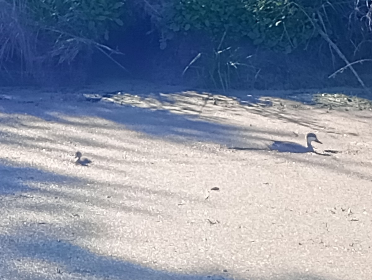 White-cheeked Pintail - ML621130403