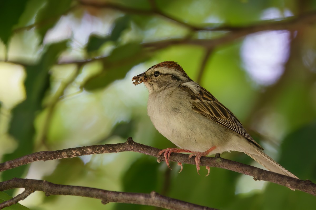 Chipping Sparrow - ML621130421