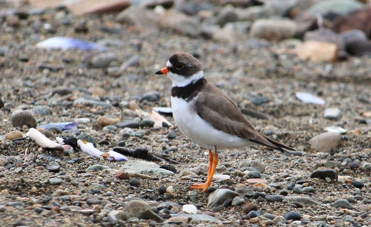 Semipalmated Plover - Hilary Dickson
