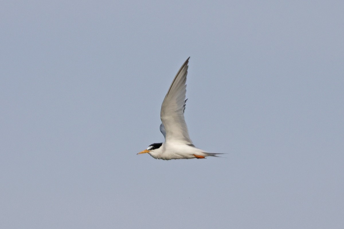 Least Tern - ML621130431