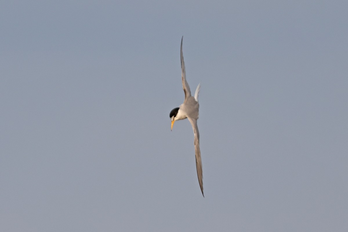 Least Tern - ML621130432