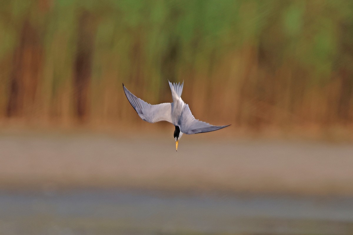 Least Tern - ML621130433