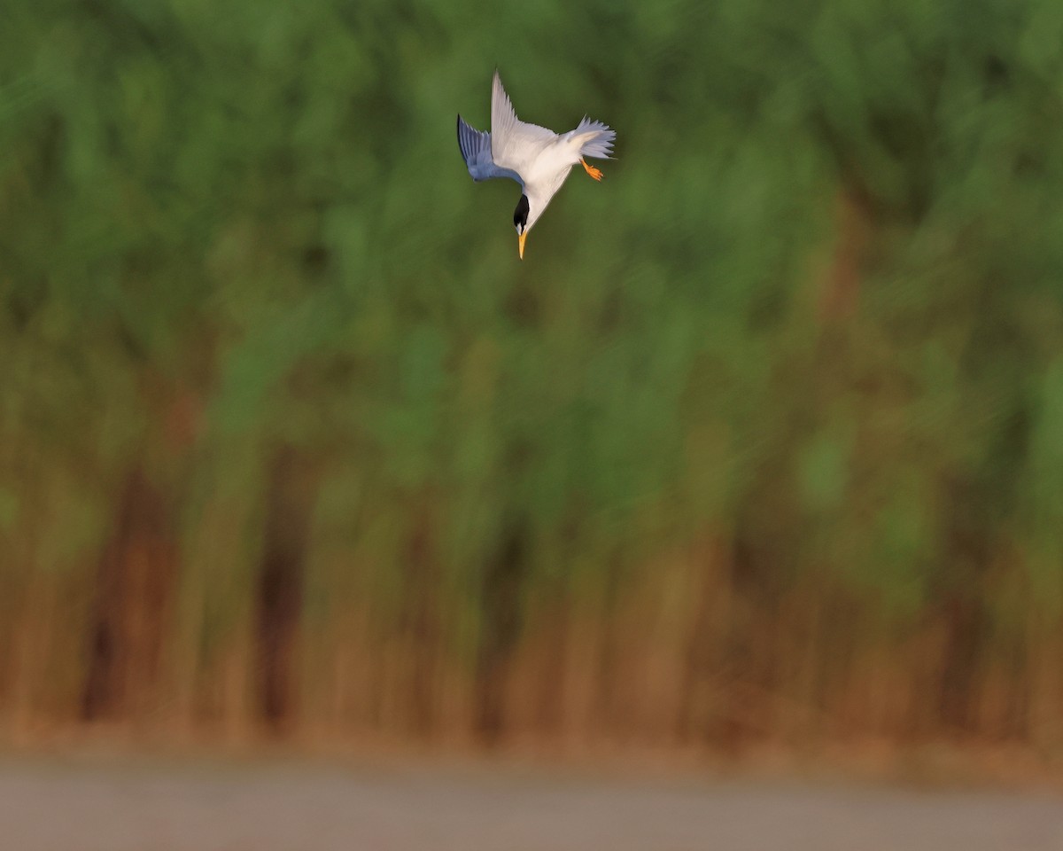 Least Tern - ML621130434