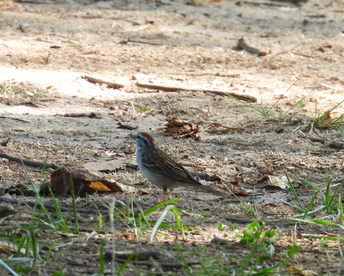 Chipping Sparrow - ML621130439