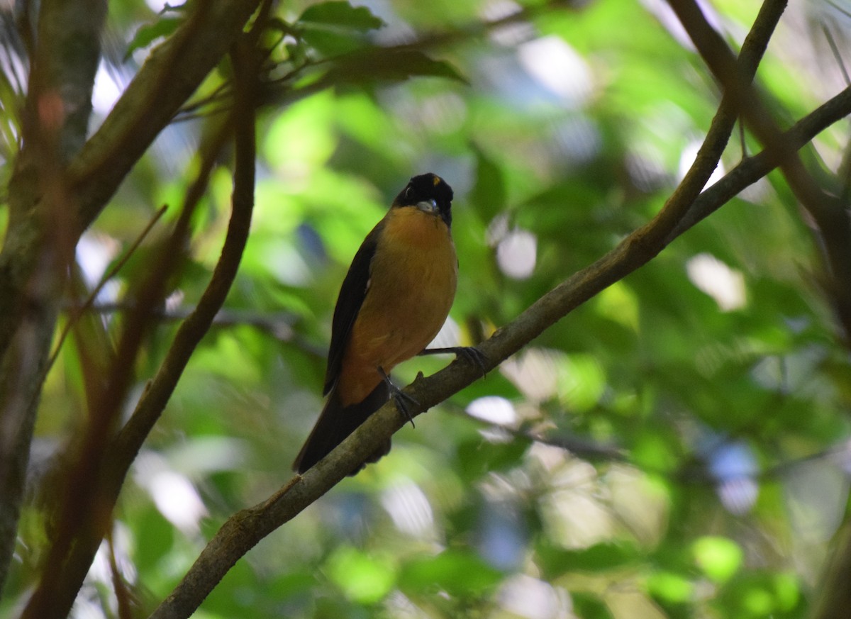 Black-goggled Tanager - ML621130447