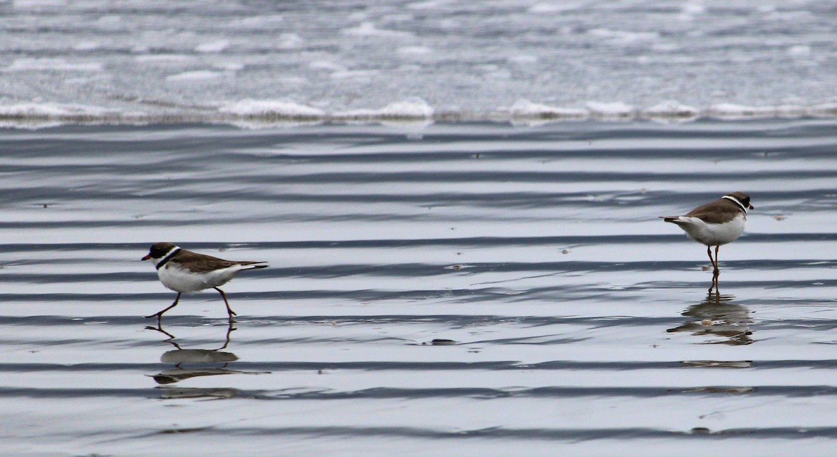 Semipalmated Plover - ML621130456