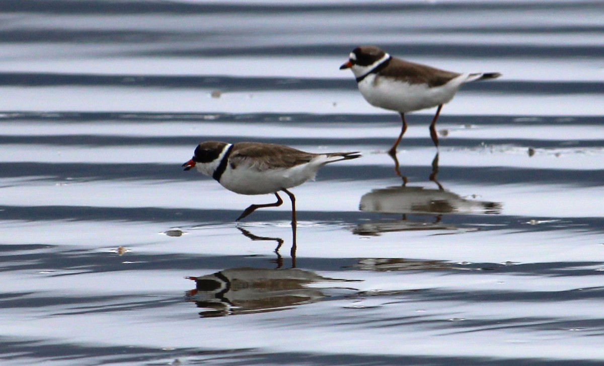 Semipalmated Plover - ML621130476