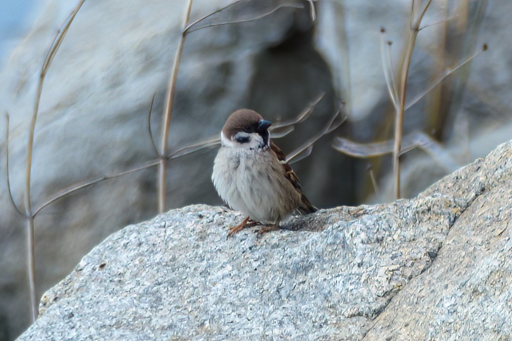 Eurasian Tree Sparrow - ML621130500