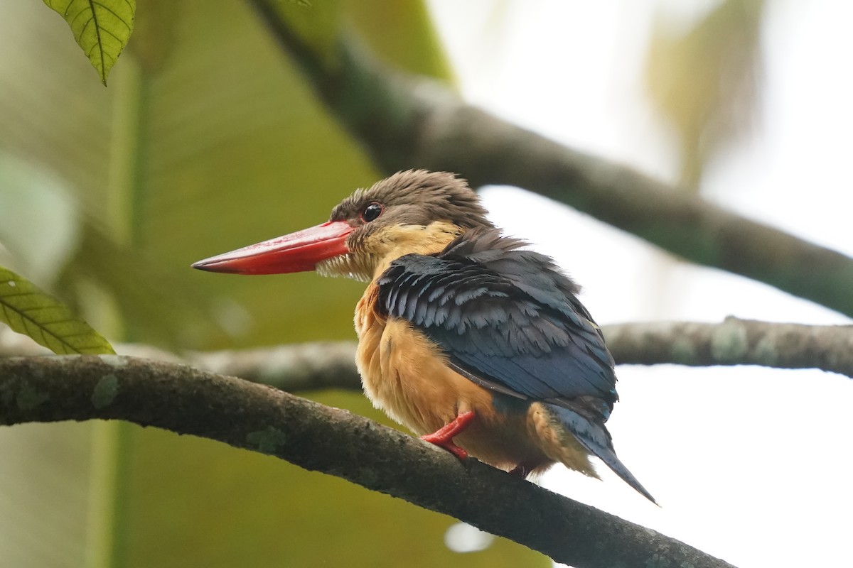 Stork-billed Kingfisher - ML621130507