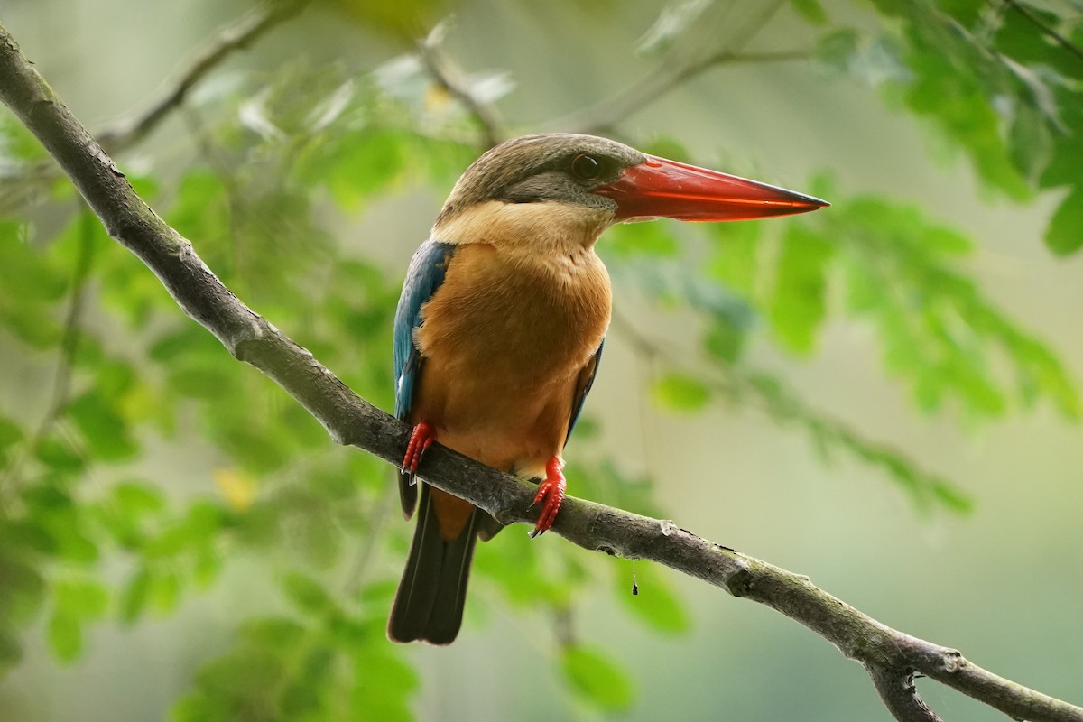 Stork-billed Kingfisher - ML621130513