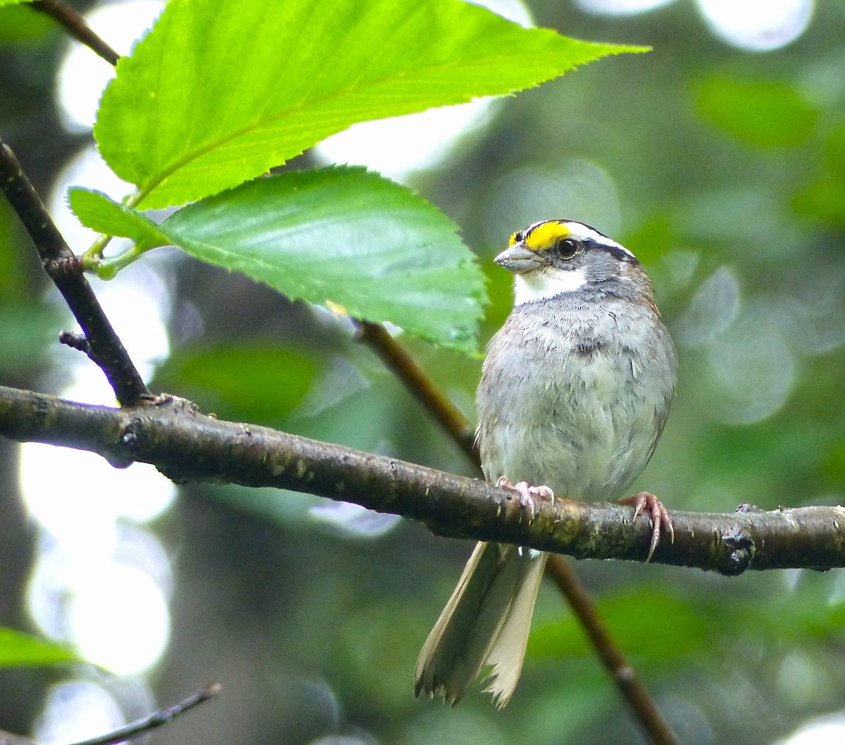 White-throated Sparrow - ML621130525
