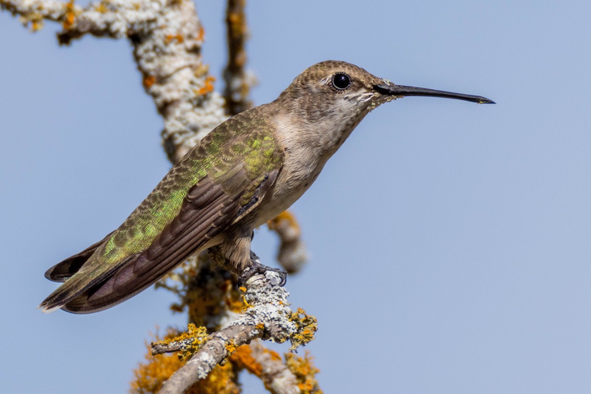 Black-chinned Hummingbird - ML621130532