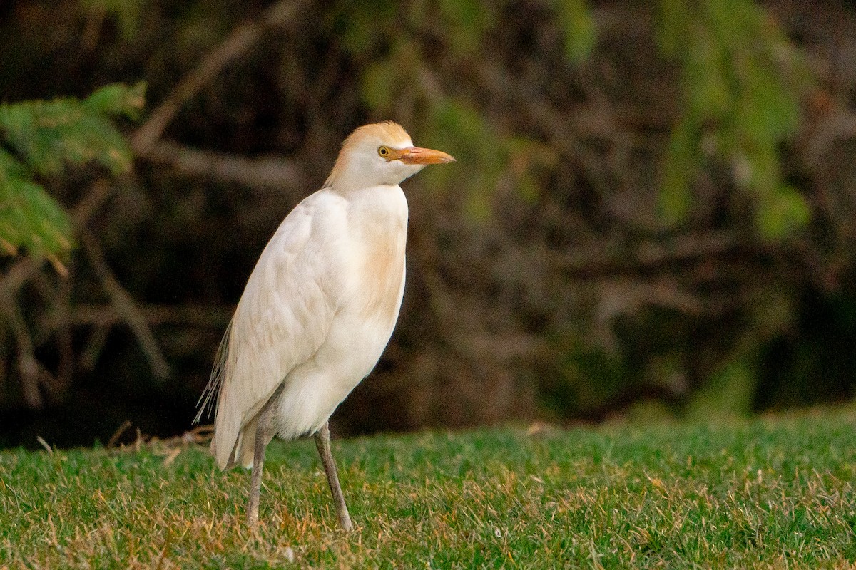 Египетская цапля (ibis) - ML621130562
