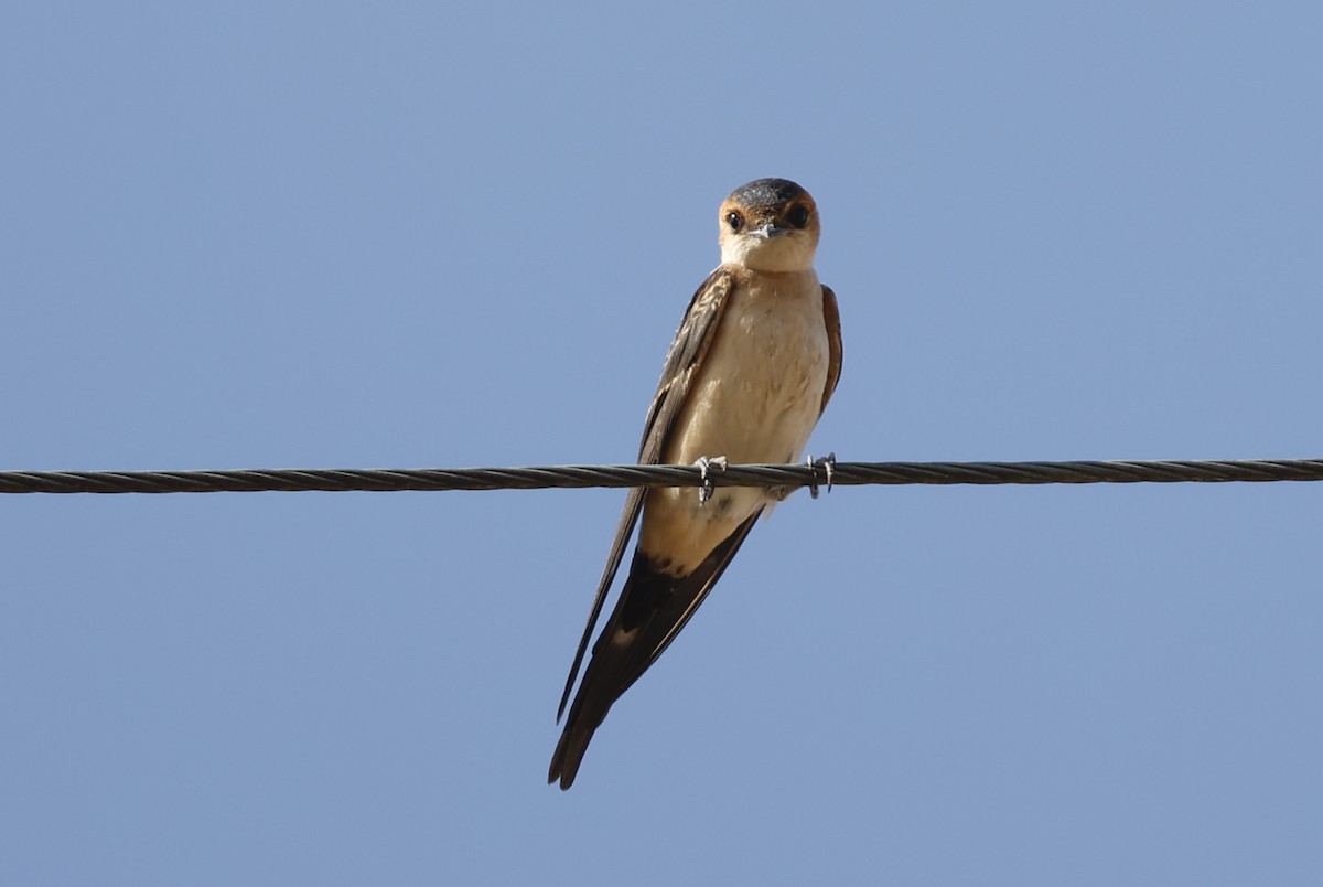 Red-rumped Swallow - ML621130617
