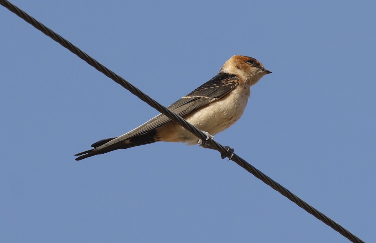 Red-rumped Swallow - ML621130618