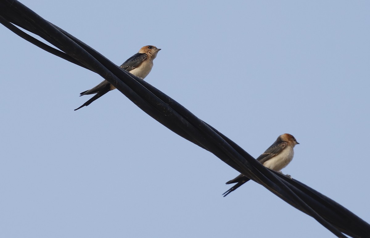 Red-rumped Swallow - ML621130619