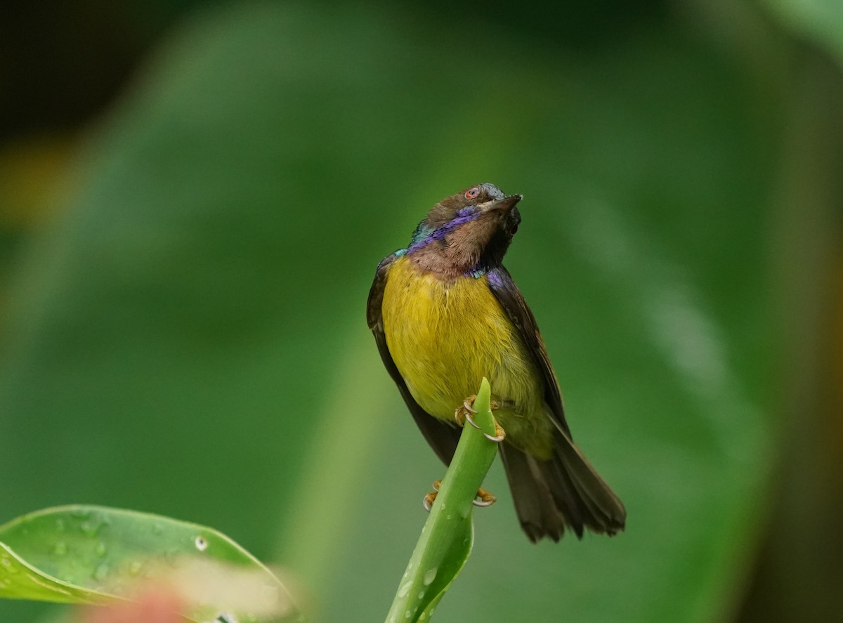 Brown-throated Sunbird - Keng Keok Neo