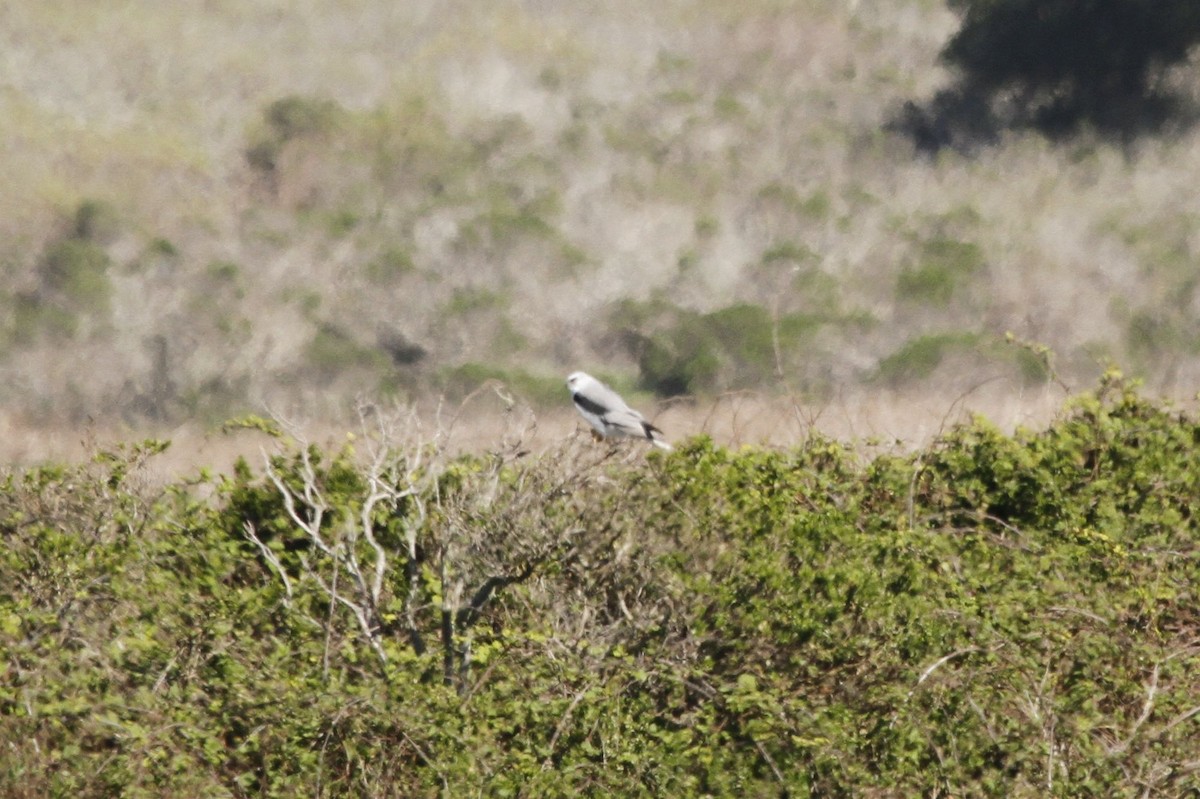 White-tailed Kite - ML621130751