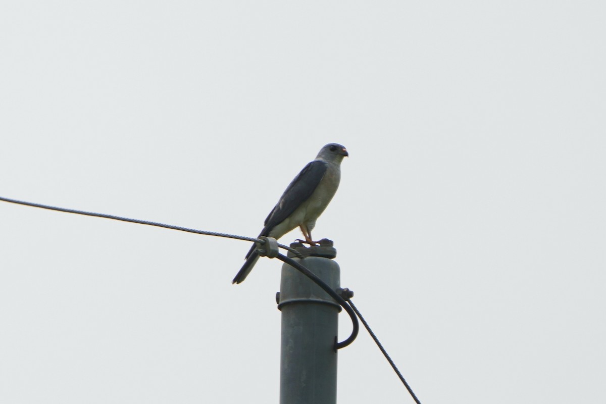 Chinese Sparrowhawk - ML621130772