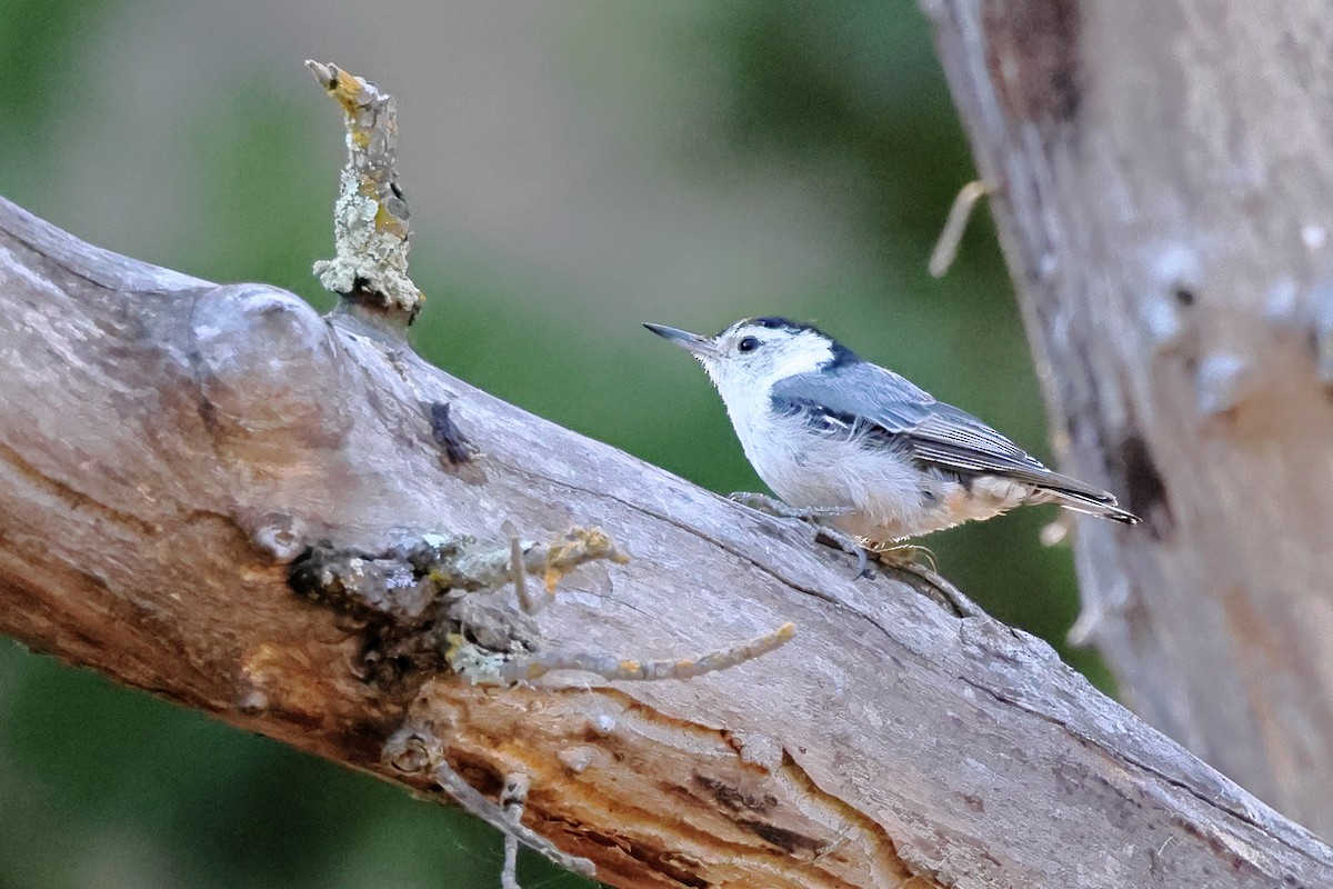 White-breasted Nuthatch - ML621130784