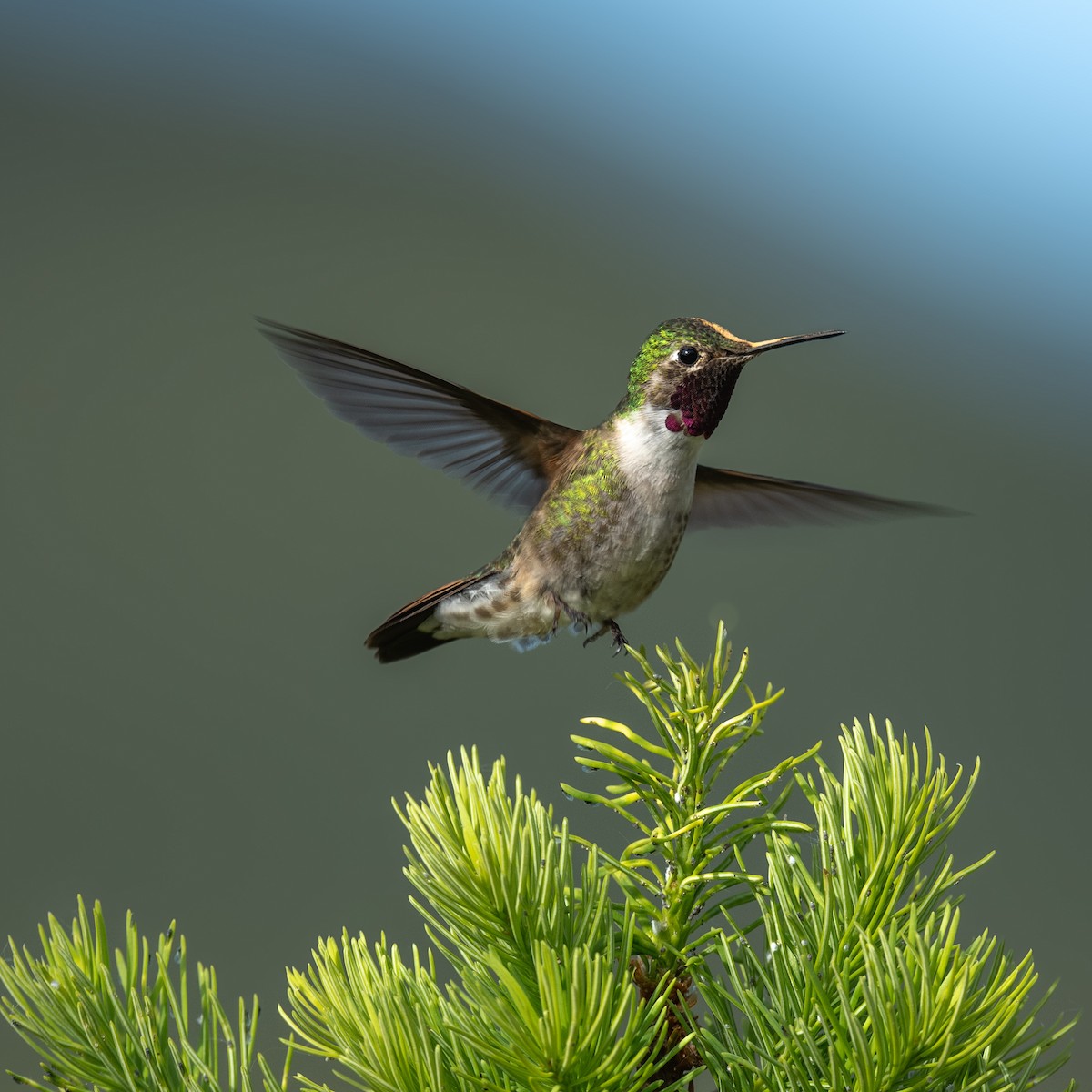 Broad-tailed Hummingbird - ML621130793