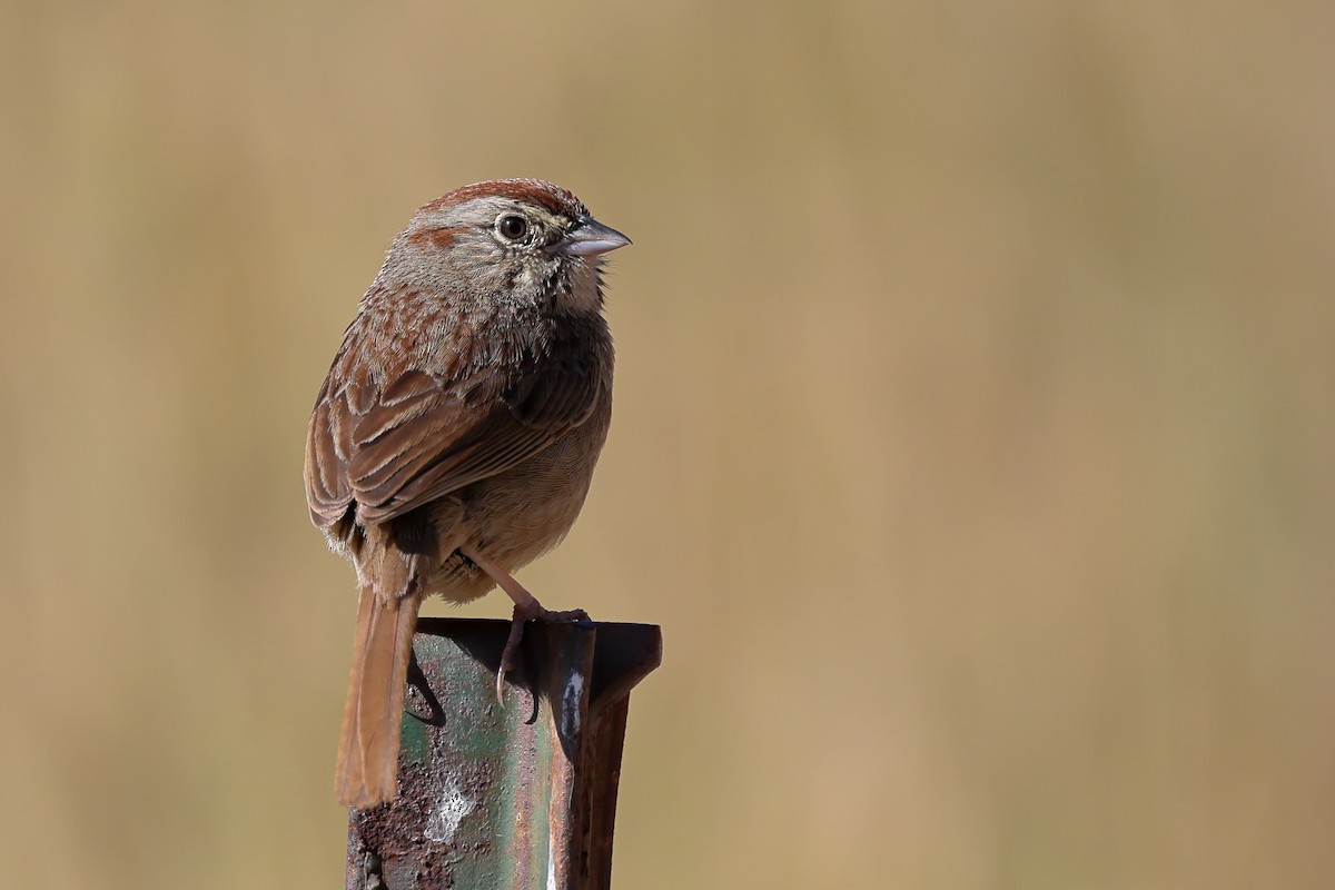 Rufous-crowned Sparrow - ML621130795