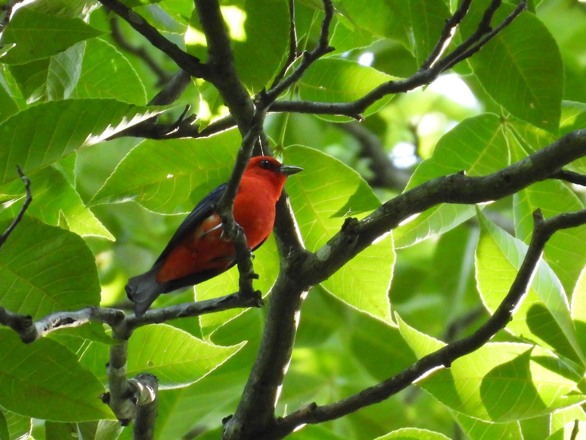 Scarlet Tanager - ML621130803