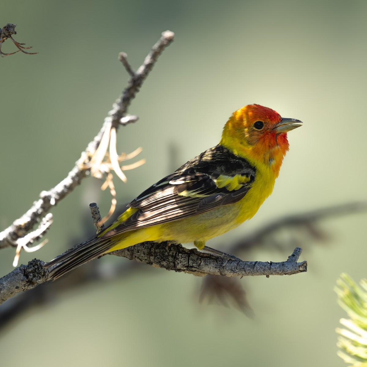 Western Tanager - ML621130811