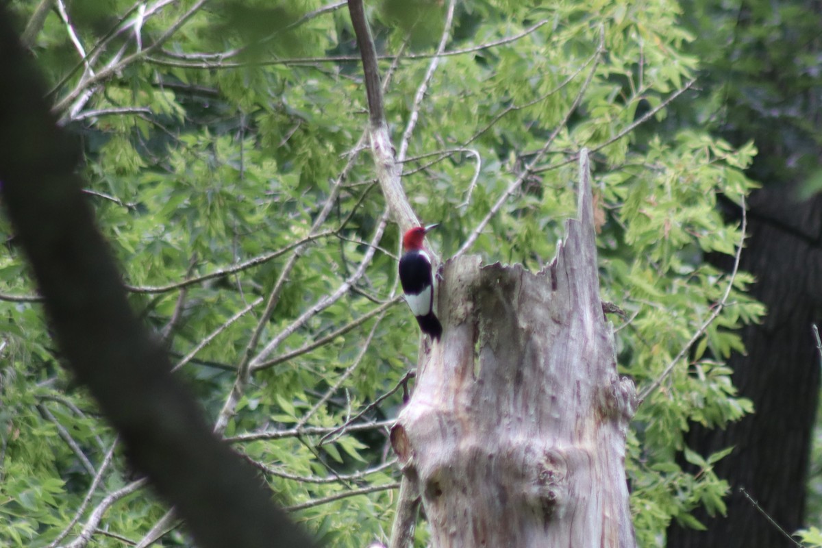 Red-headed Woodpecker - ML621130824