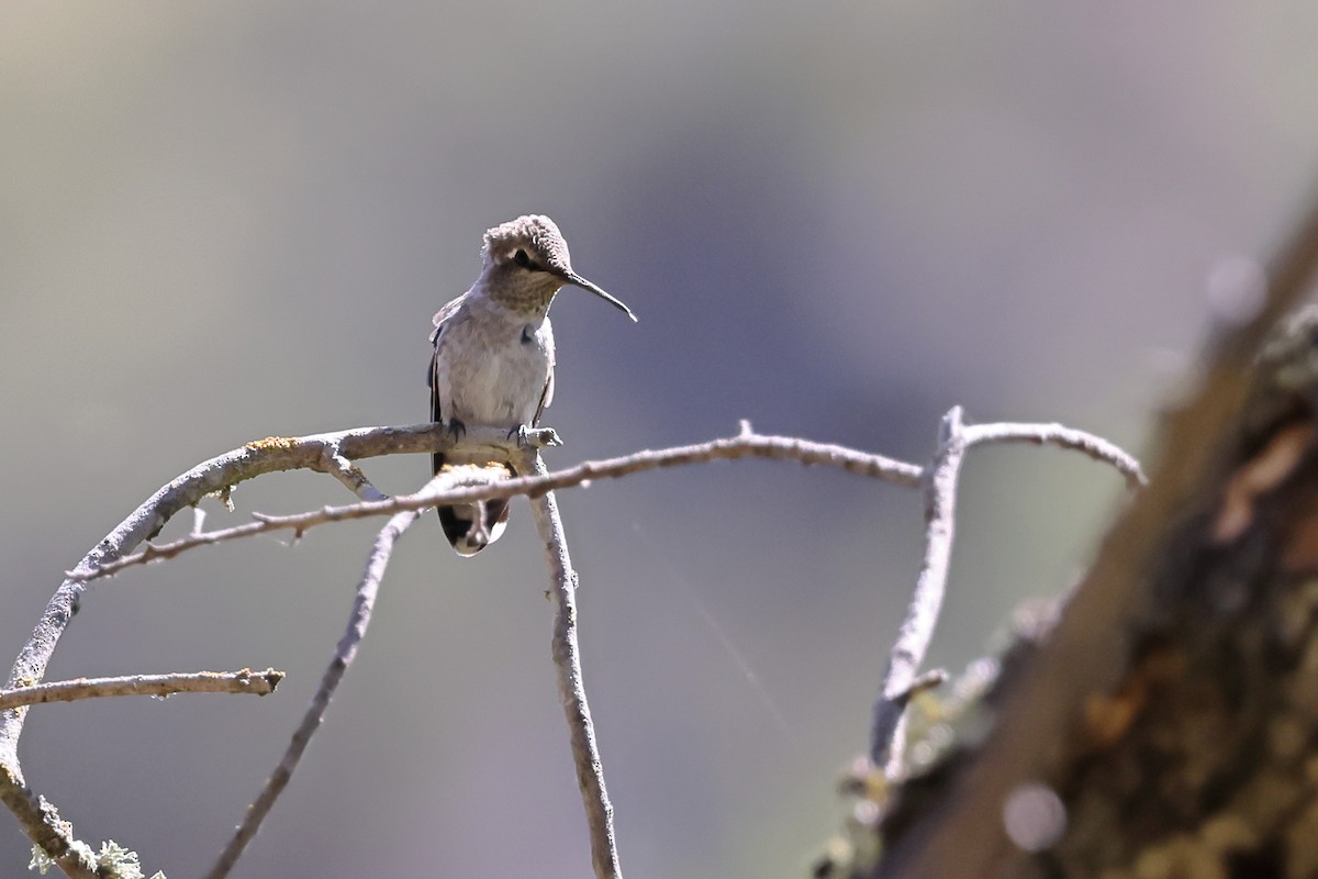 Anna's Hummingbird - ML621130826