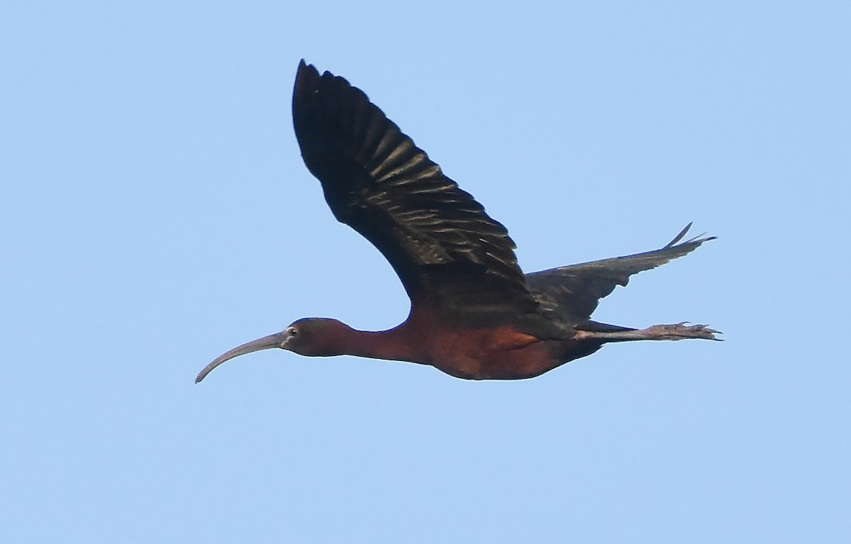ibis hnědý - ML621130828