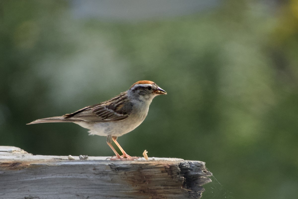 Chipping Sparrow - ML621130842