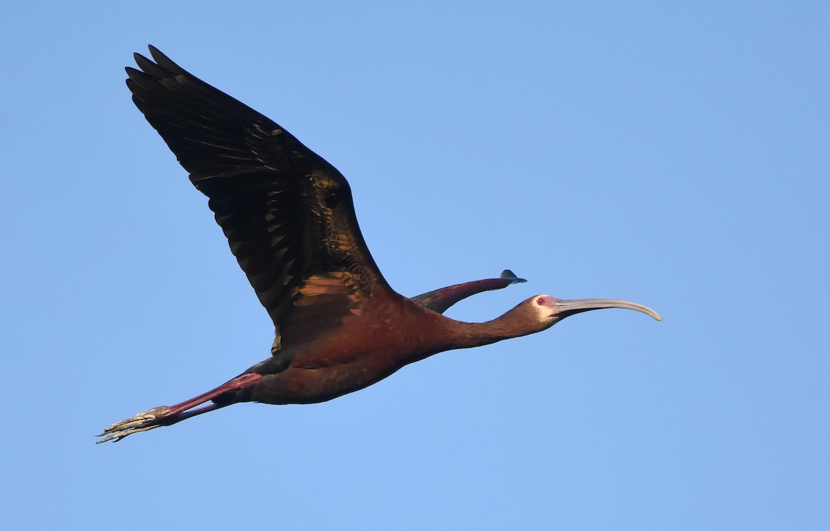 ibis americký - ML621130877