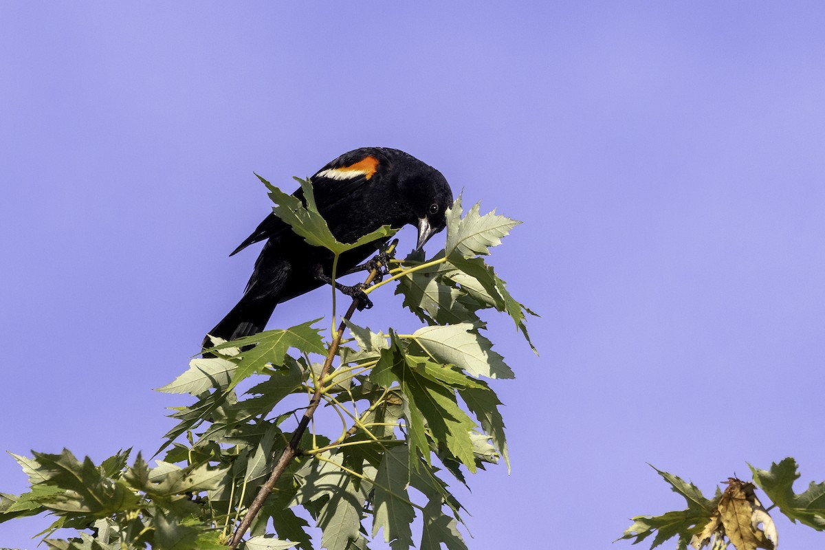 Red-winged Blackbird - ML621130882