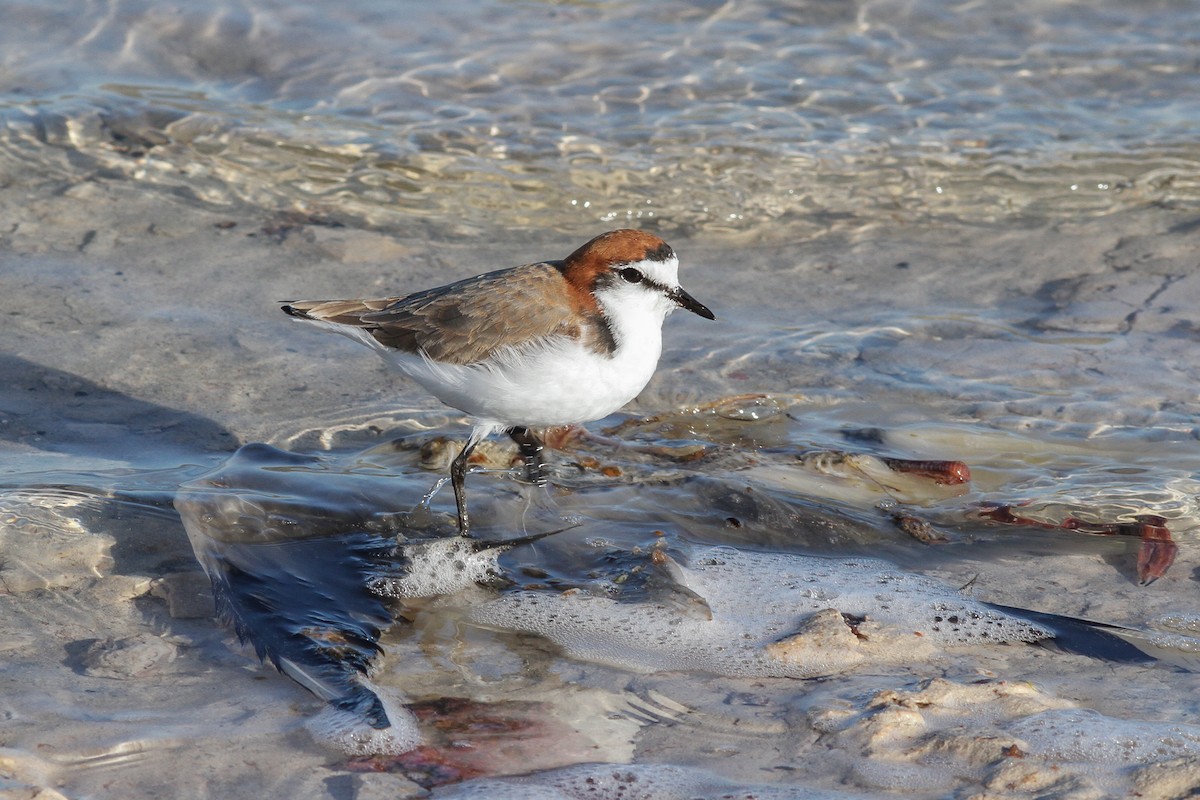 Red-capped Plover - ML621130886