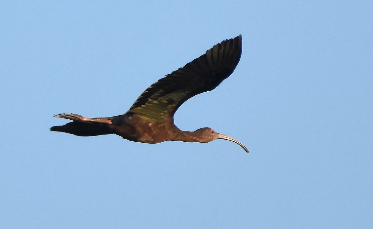 ibis hnědý/americký - ML621130906