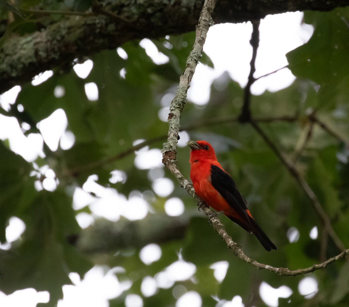 Scarlet Tanager - ML621130919