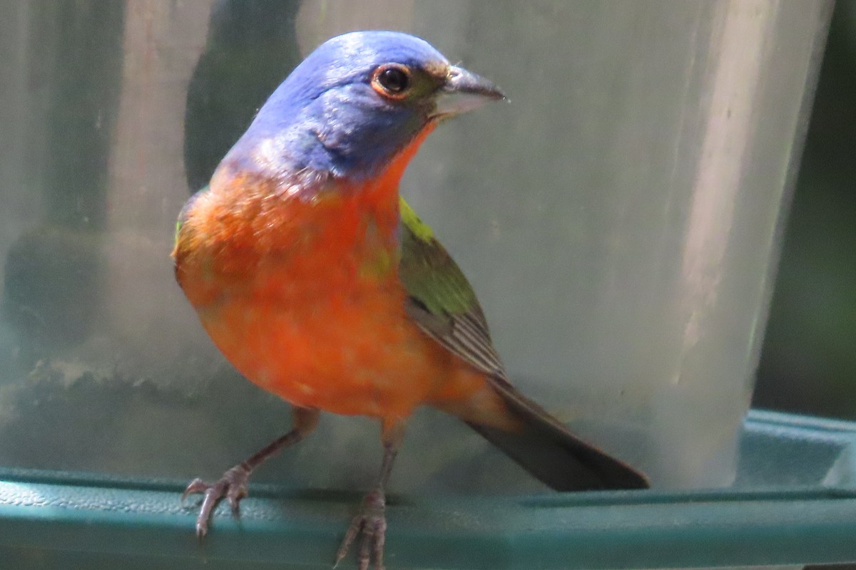Painted Bunting - ML621130920