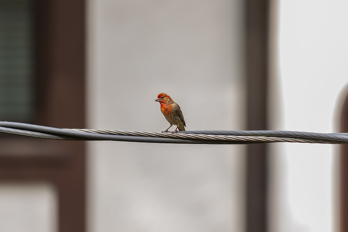 House Finch - ML621130942