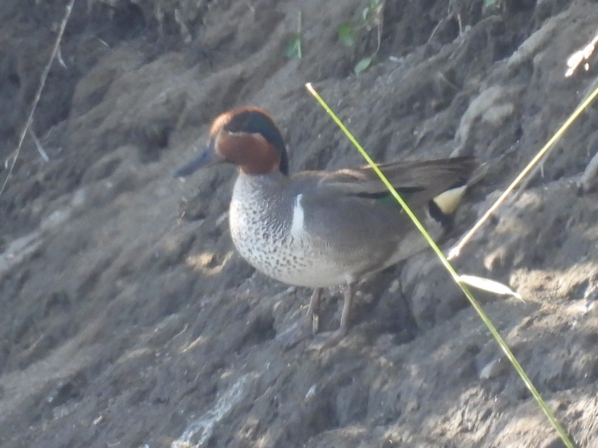 Green-winged Teal - ML621130945