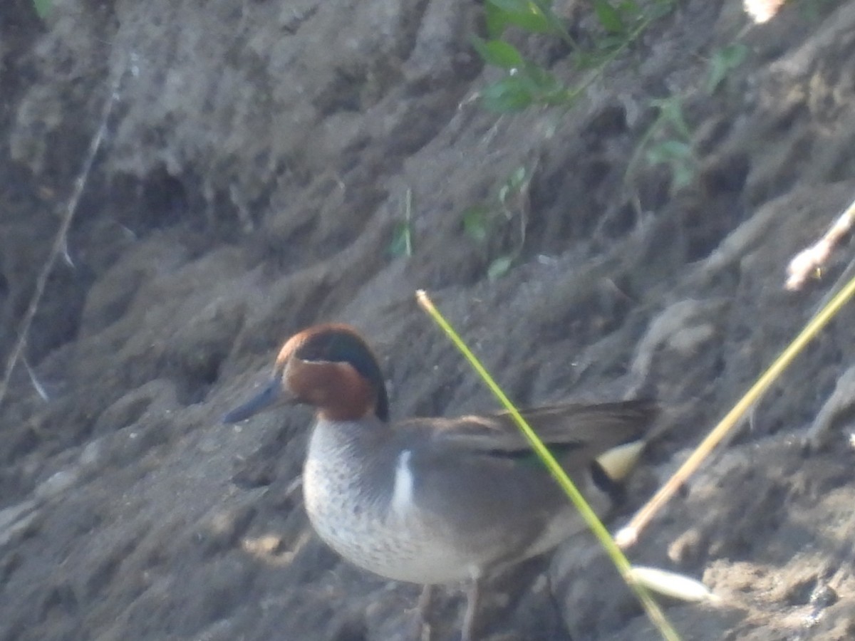 Green-winged Teal - ML621130946
