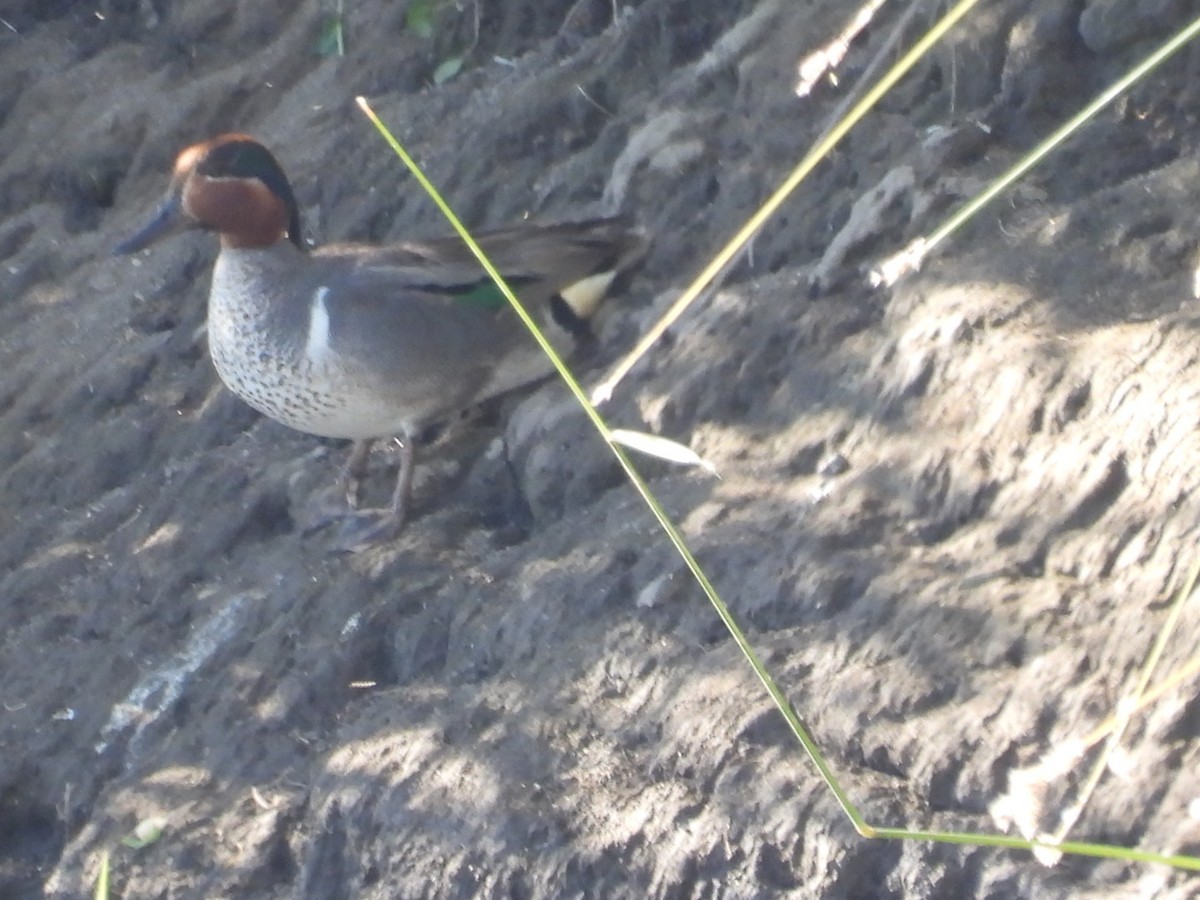 Green-winged Teal - ML621130948