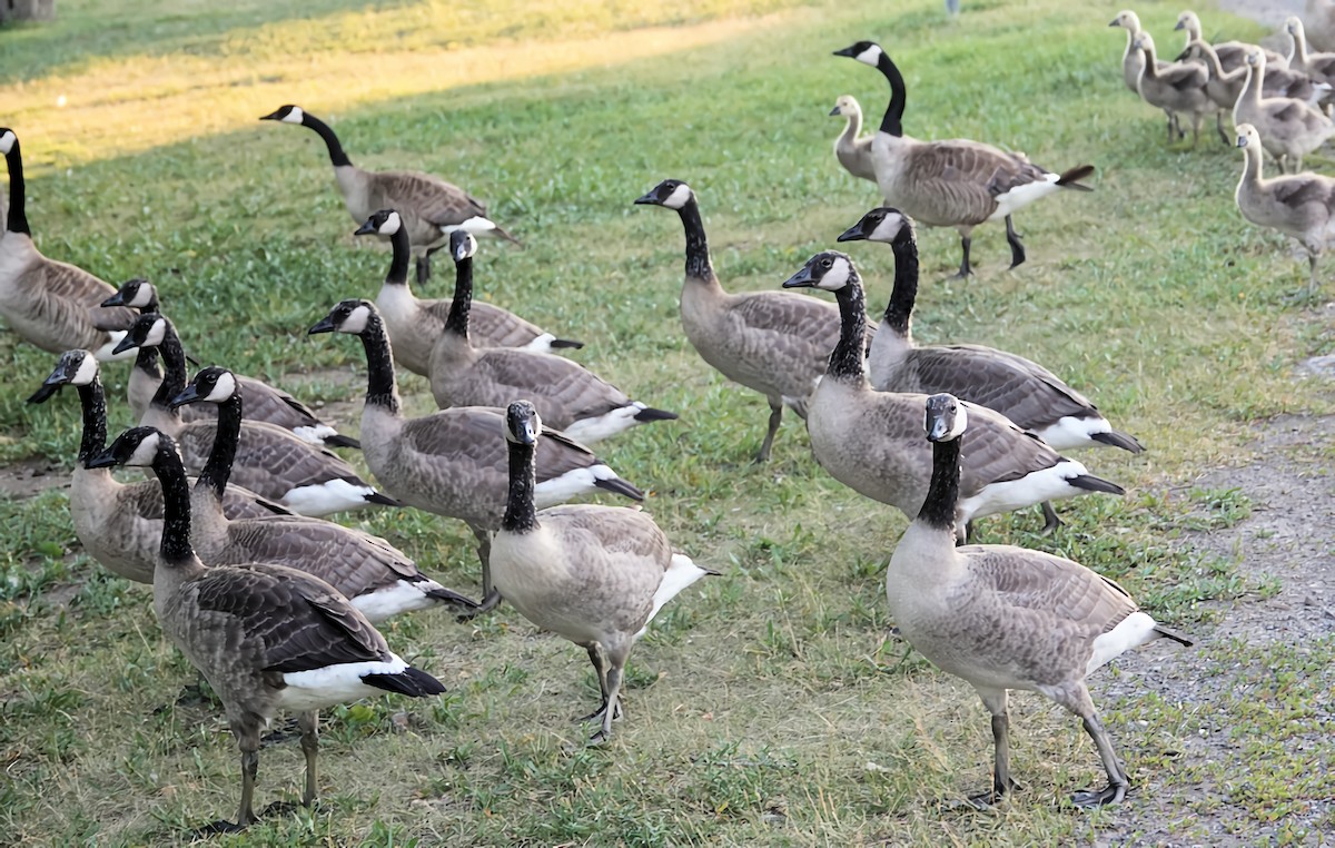 Canada Goose - ML621130962