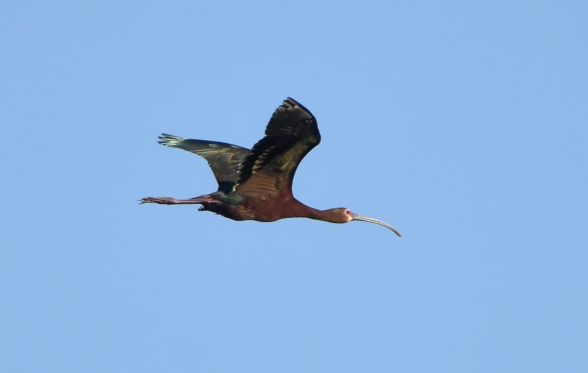 ibis americký - ML621130967