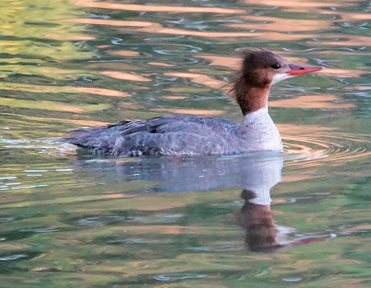 Common Merganser (North American) - ML621130992