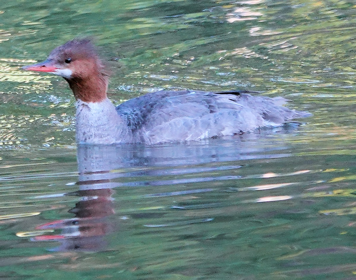 Common Merganser (North American) - ML621130993